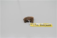 藏品(牧氏毛粒蟹)的圖片